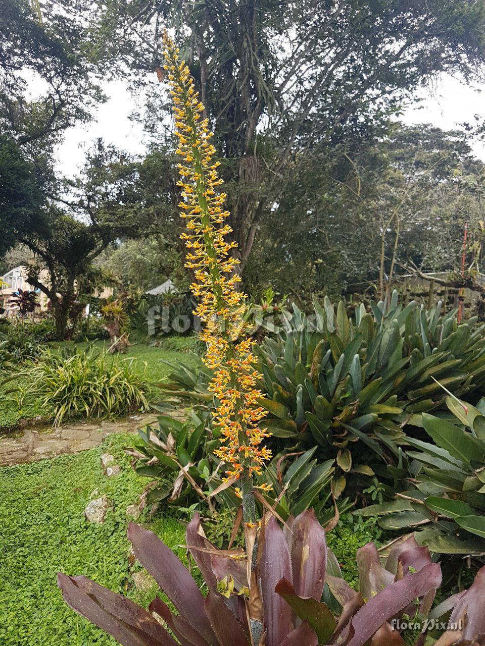 Aechmea latifolia