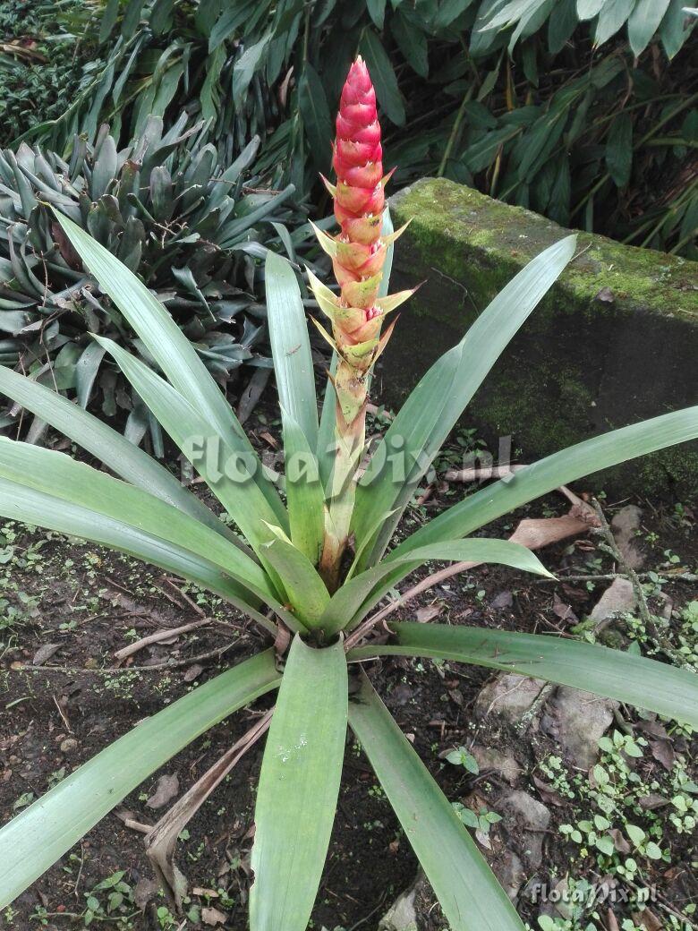 Mezobromelia capituligera