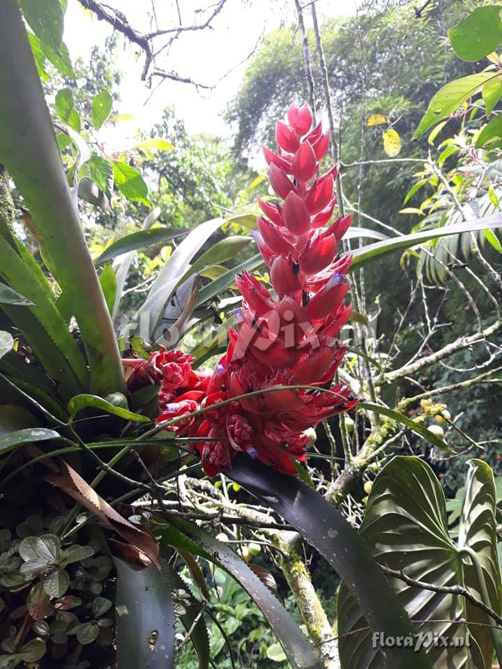 Aechmea poitaei