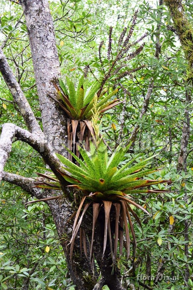 Werauhia kupperiana