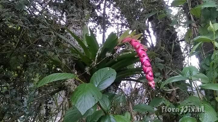 Tillandsia ionochroma