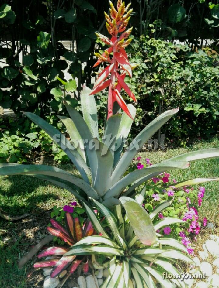 Aechmea cucullata?