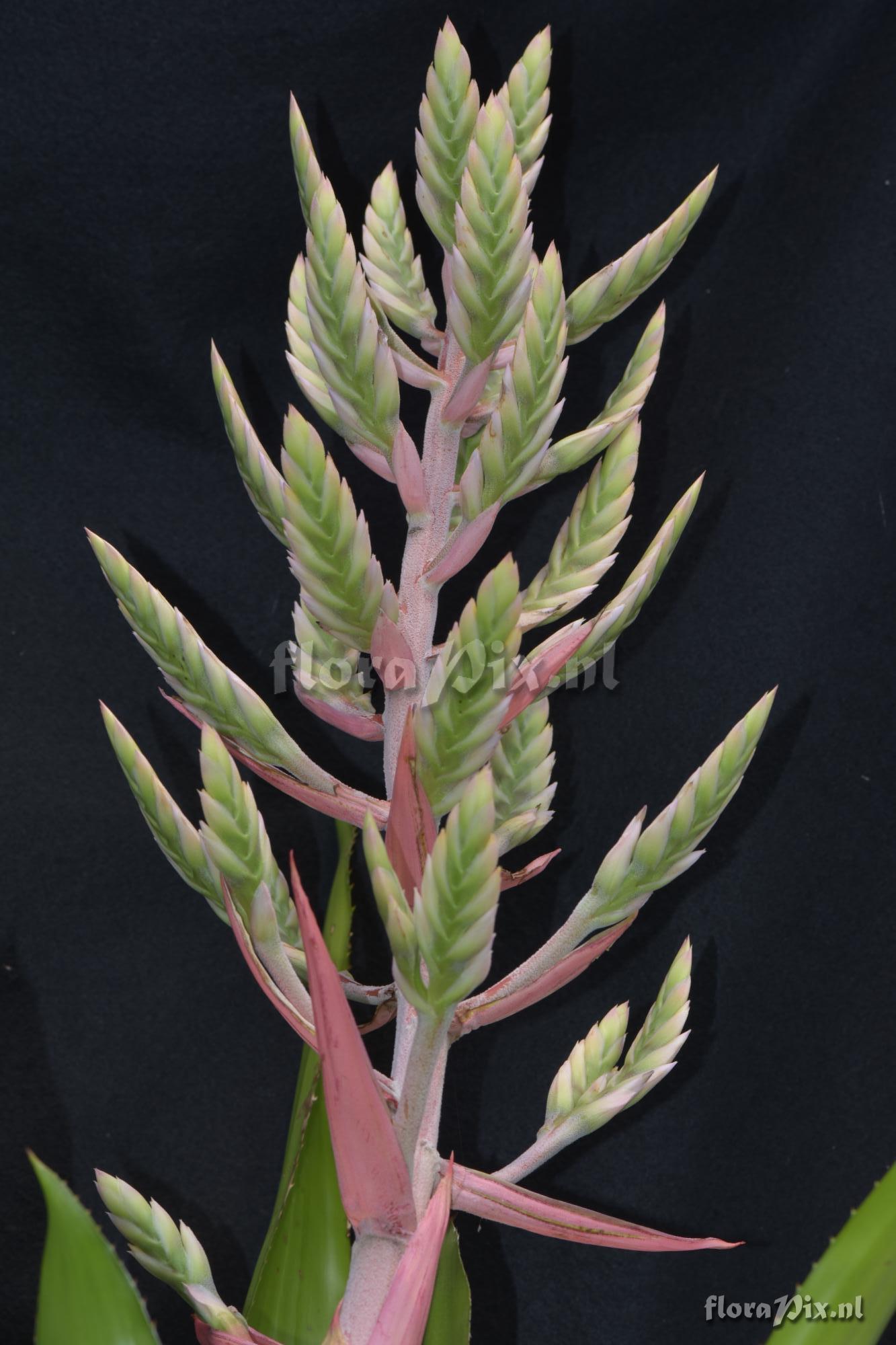 Aechmea sp