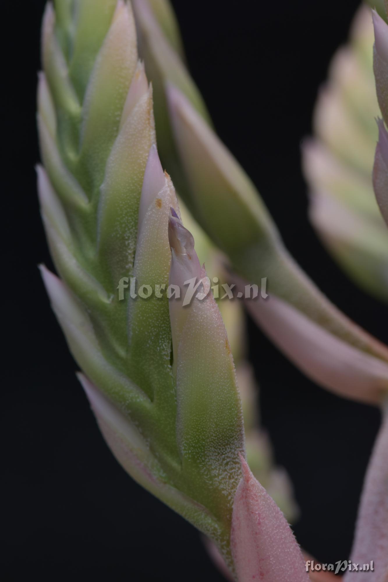 Aechmea sp