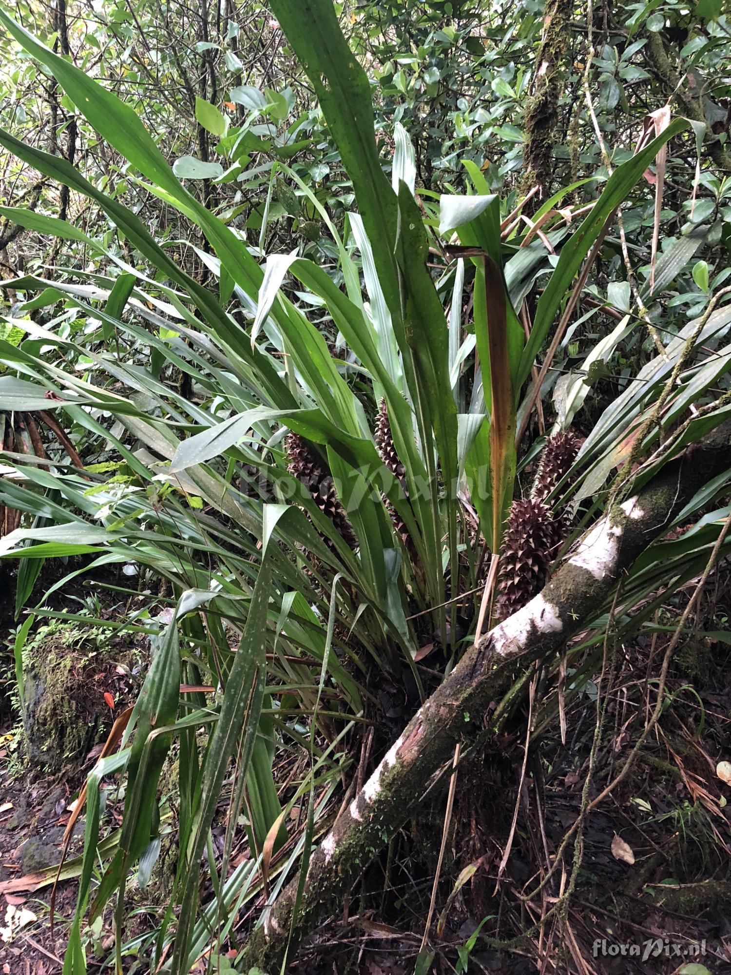 Pitcairnia funkiae