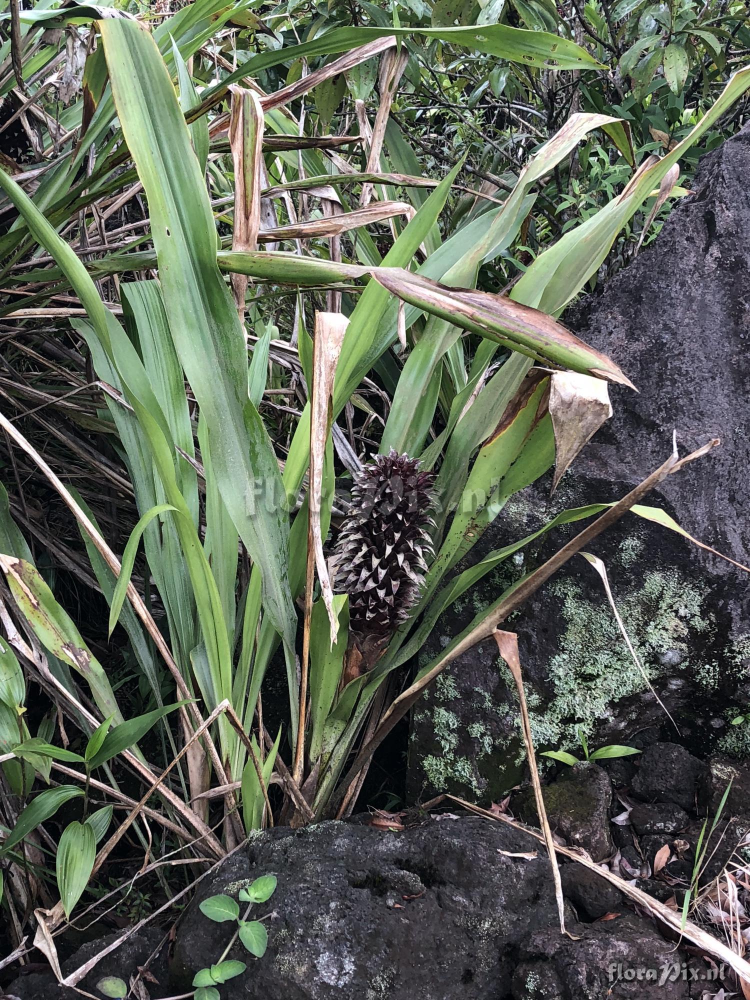 Pitcairnia funkiae