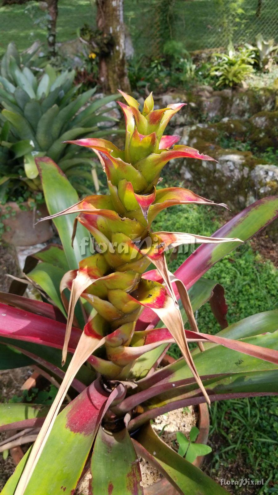 Guzmania squarrosa