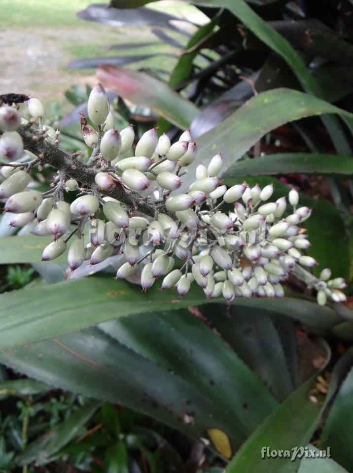 Aechmea luedemanniana