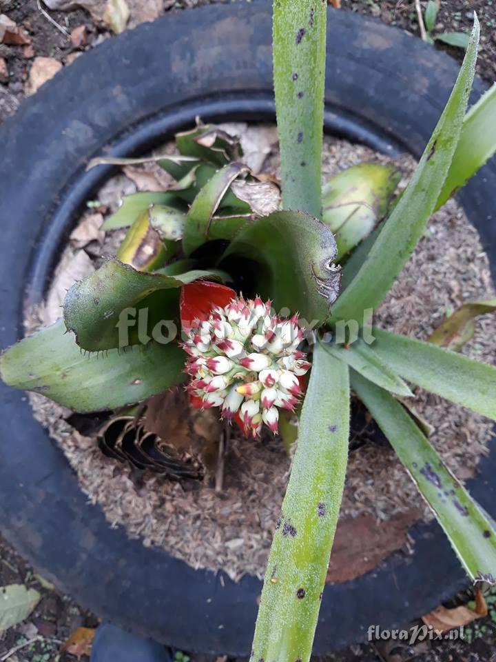 Aechmea mertensii