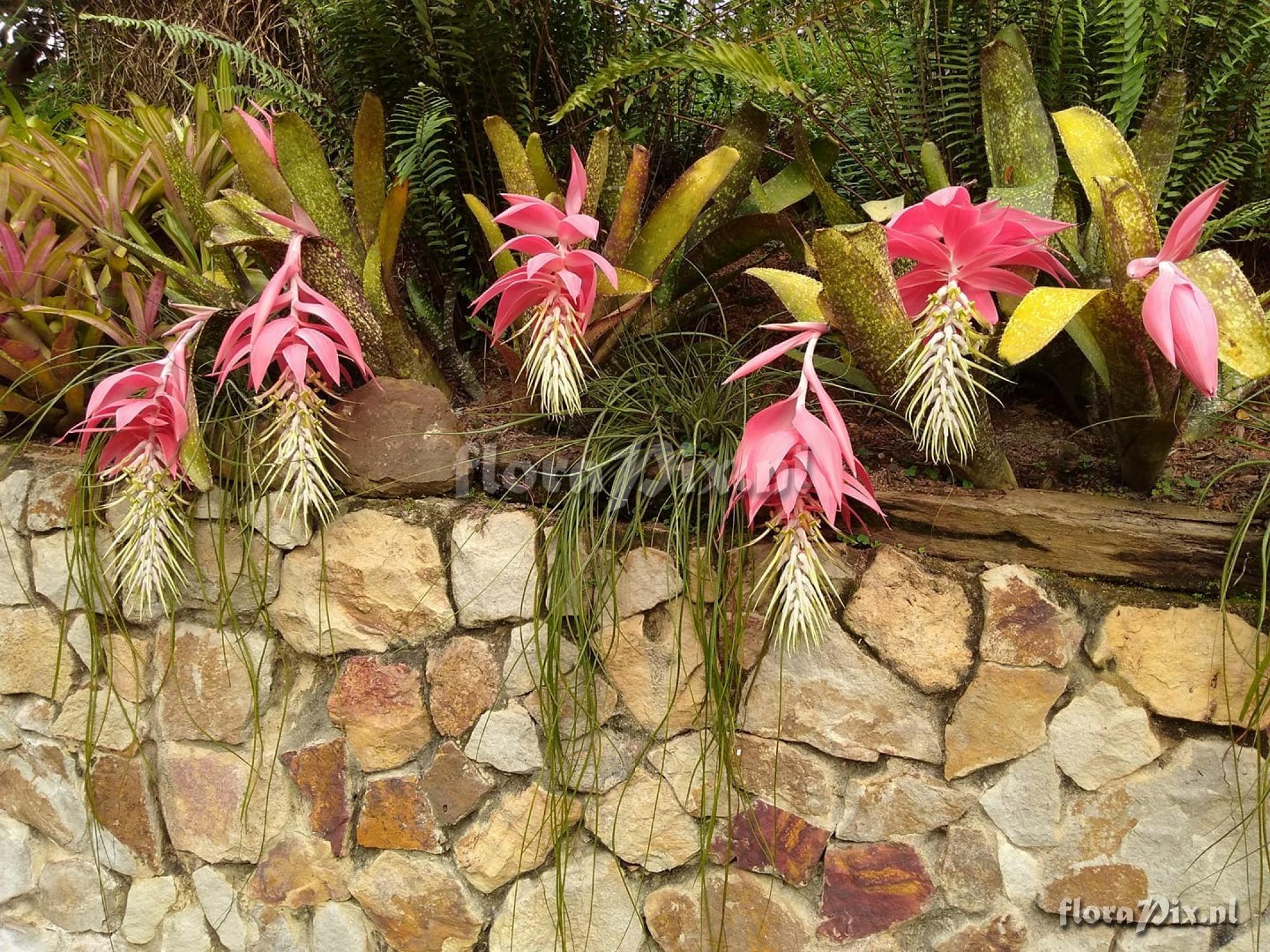 Billbergia decora