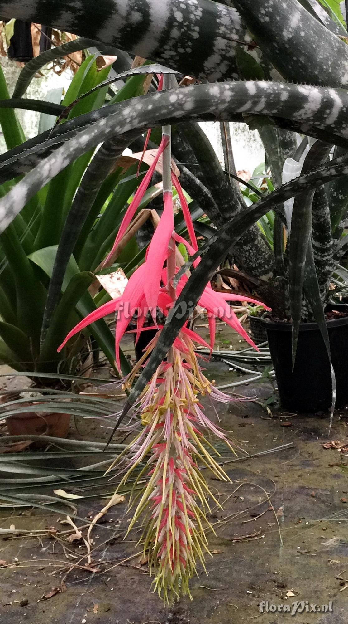 Billbergia tessmannii