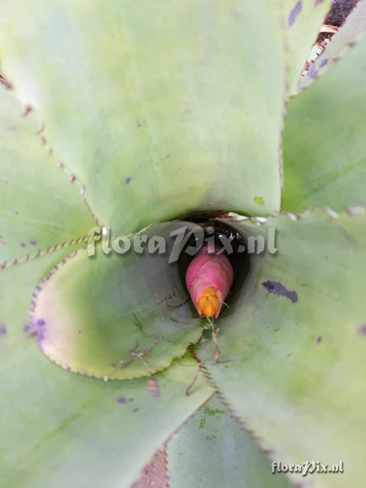 Aechmea romeroi hybrid