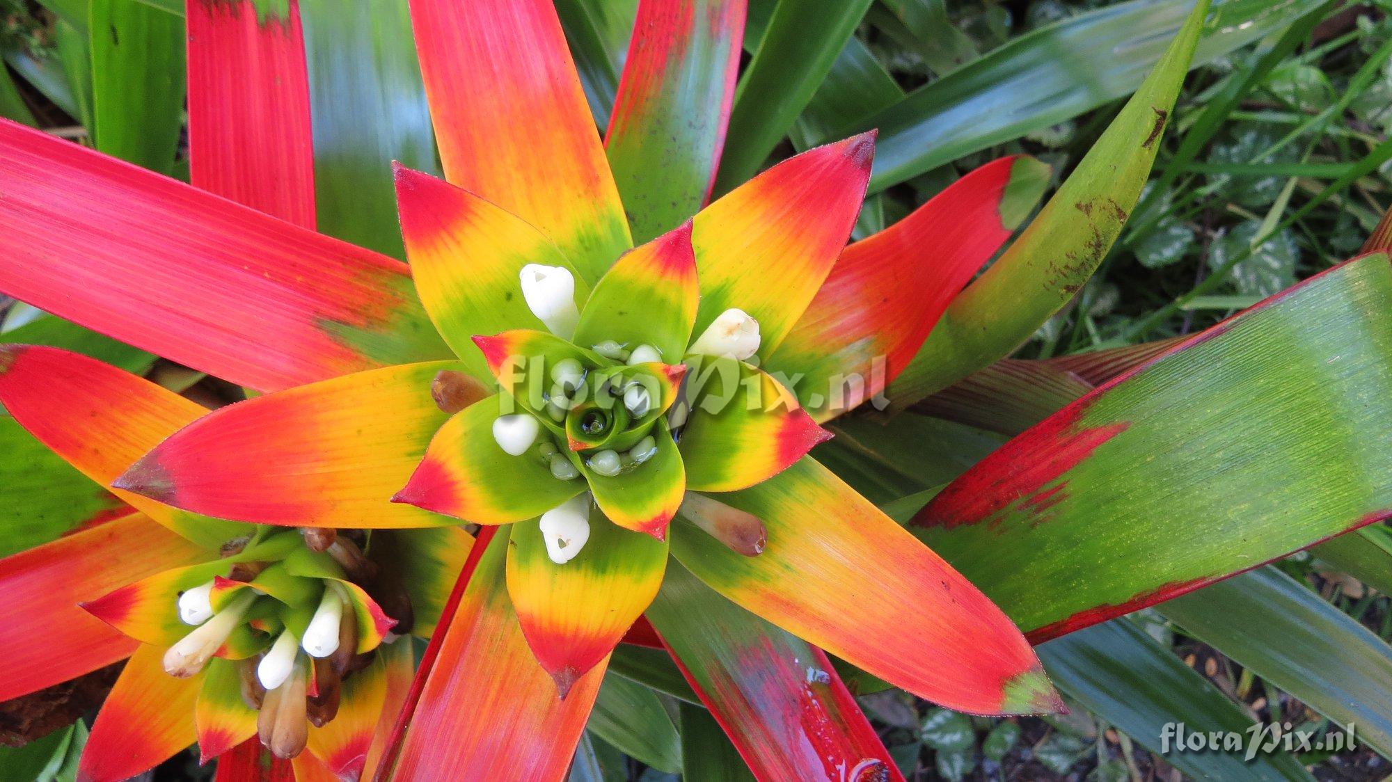 Guzmania sibundoyorum