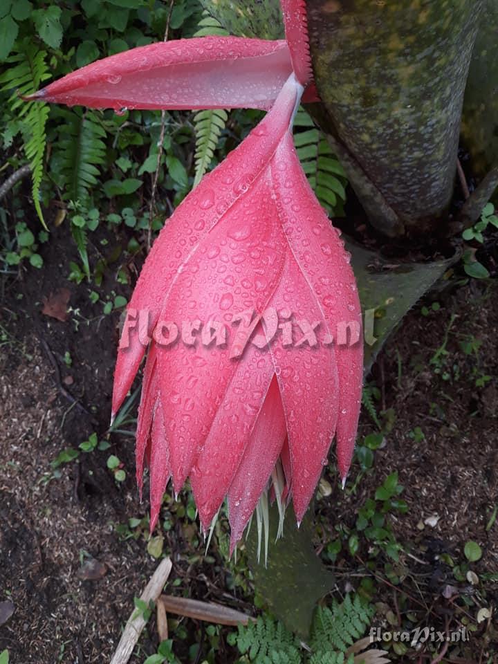 Billbergia estrella de caqueta