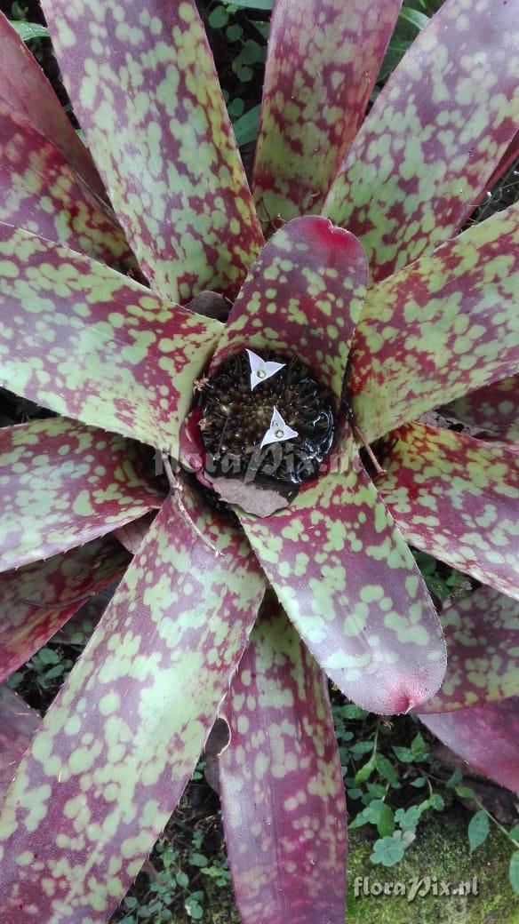 Neoregelia marmorata