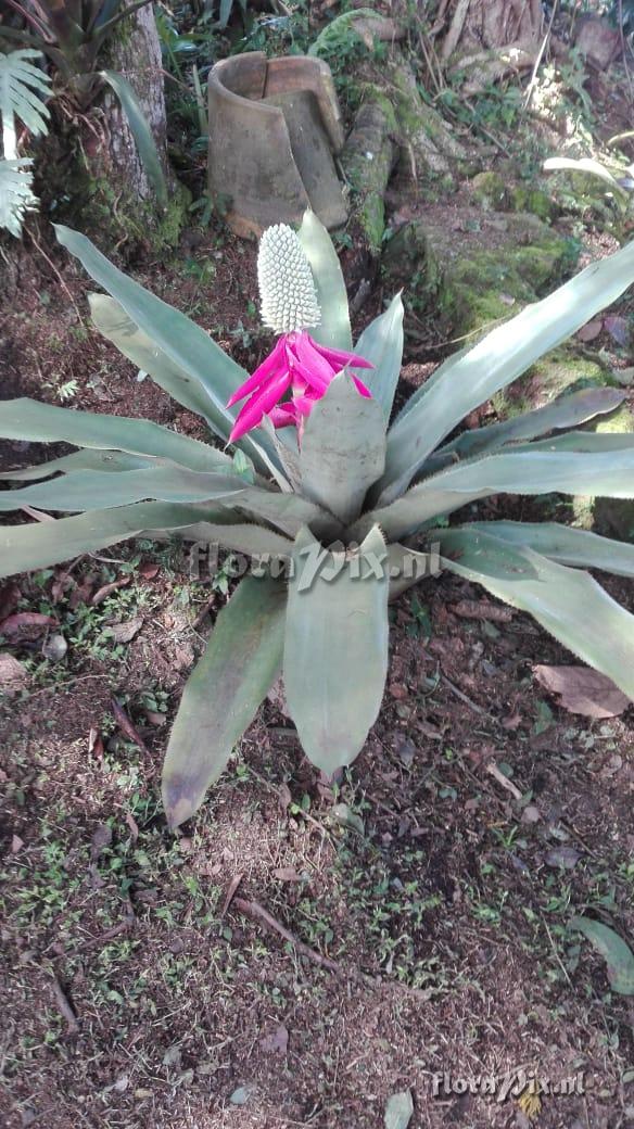 Aechmea mariae-reginae