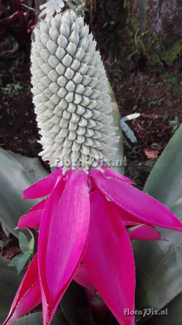 Aechmea mariae-reginae