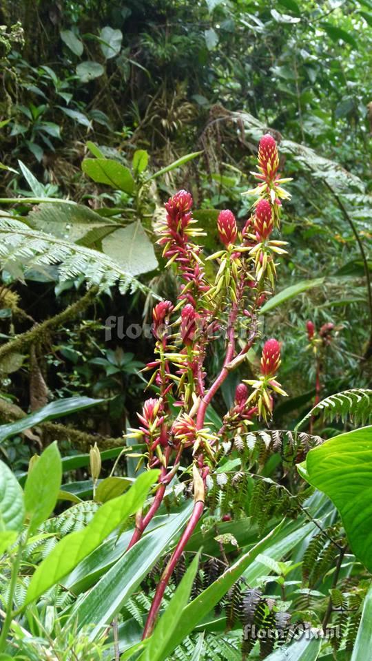 Pitcairnia kniphofioides L.B. Sm.