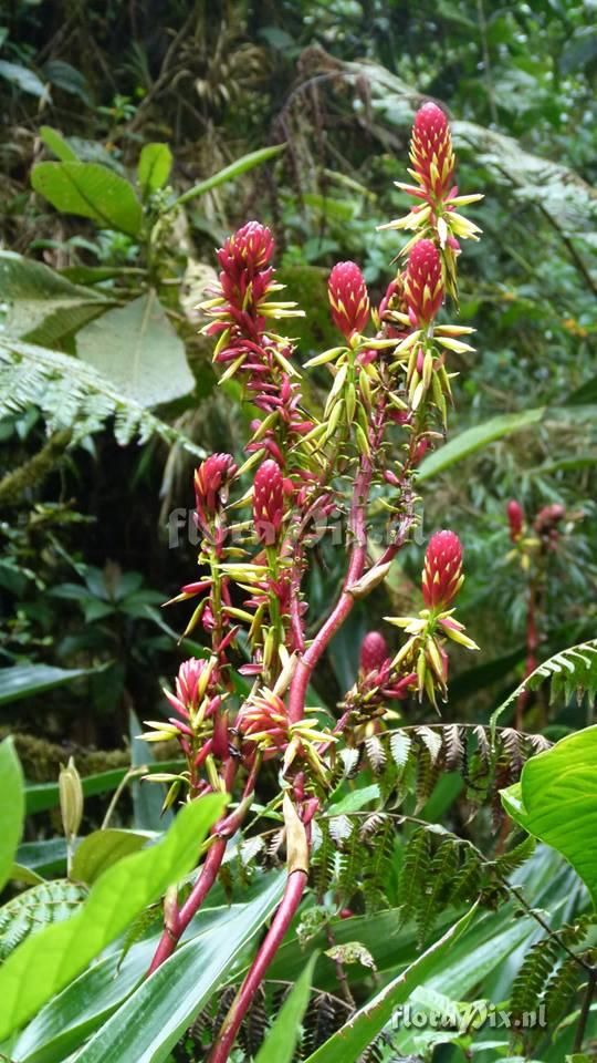 Pitcairnia kniphofioides L.B. Sm.