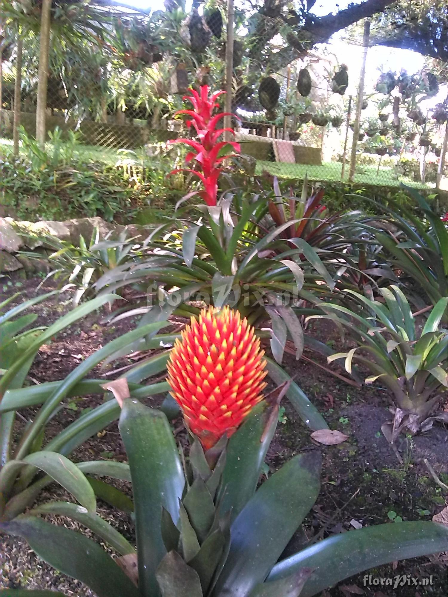 Guzmania conifera