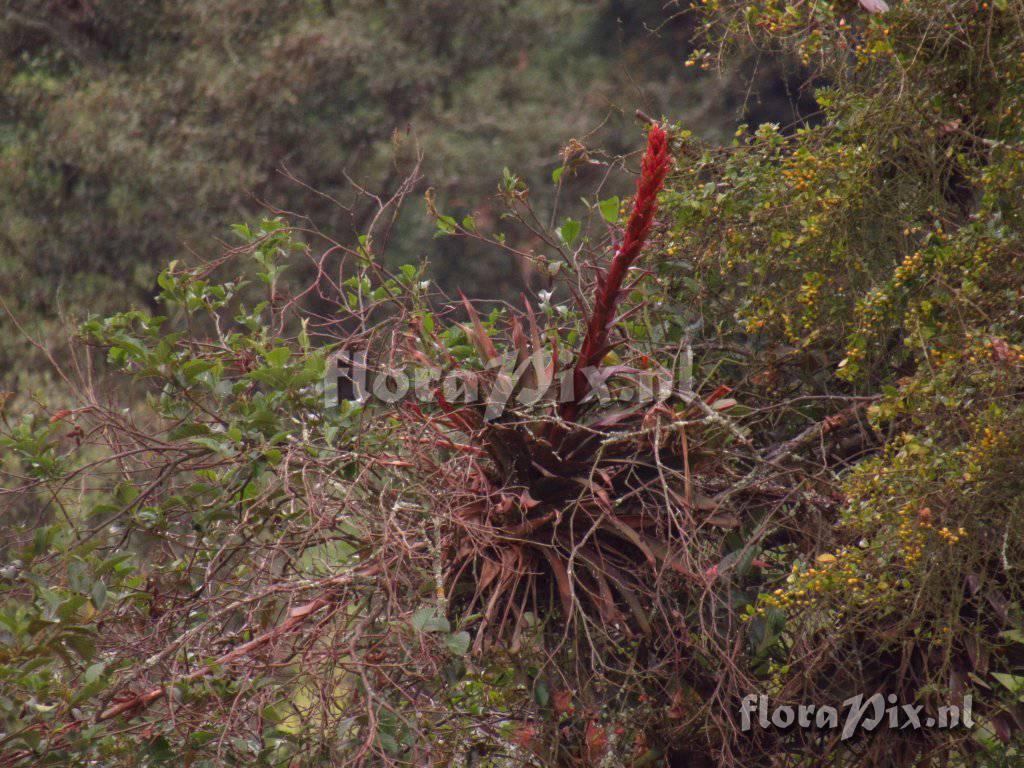 Tillandsia pastensis