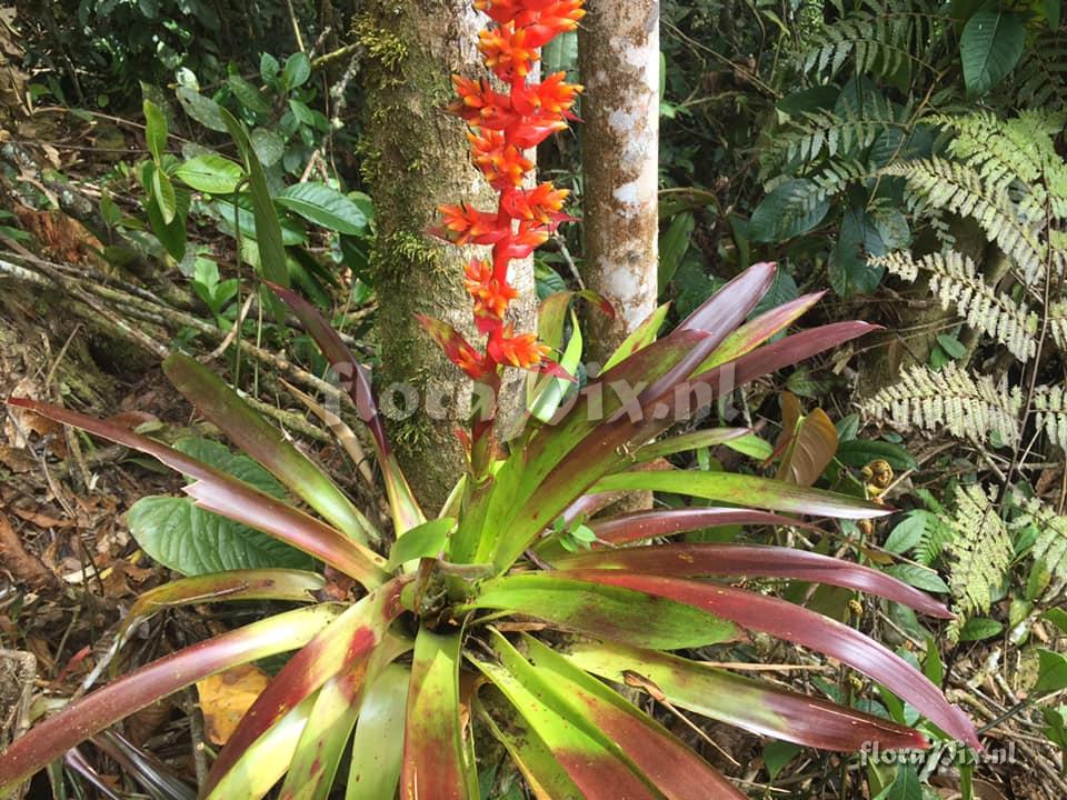 Guzmania multiflora