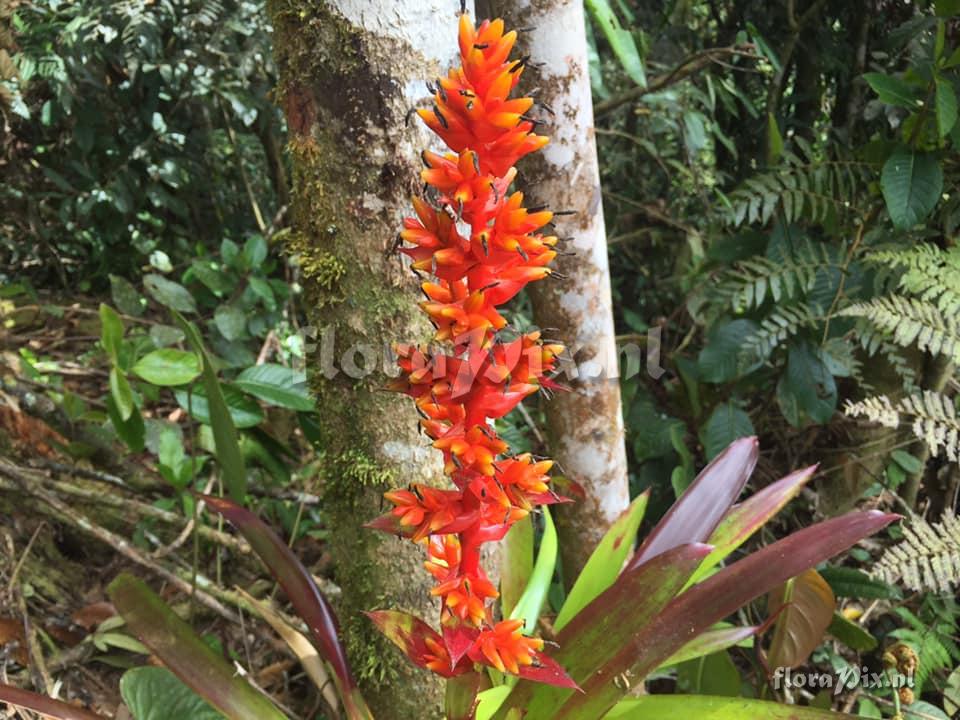 Guzmania multiflora