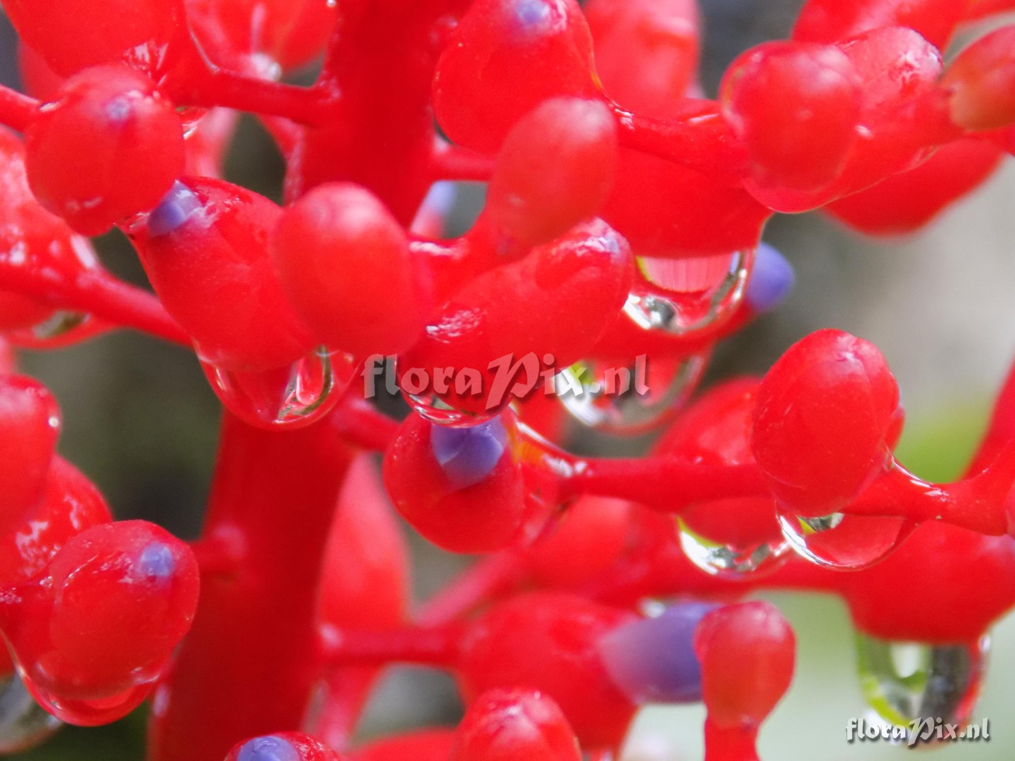 Aechmea fulgens