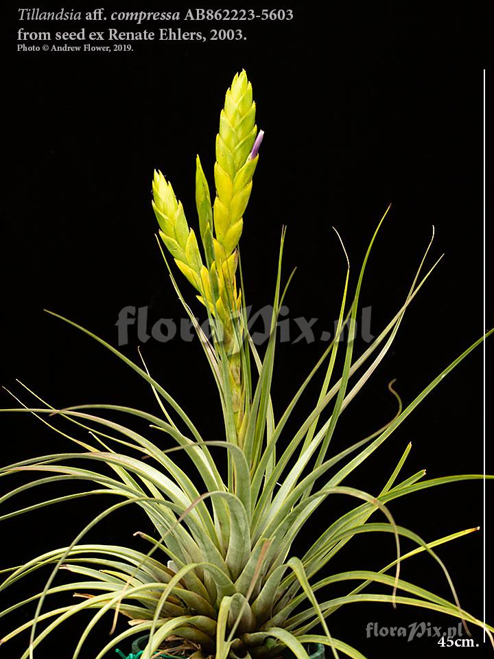 Tillandsia grossispicata