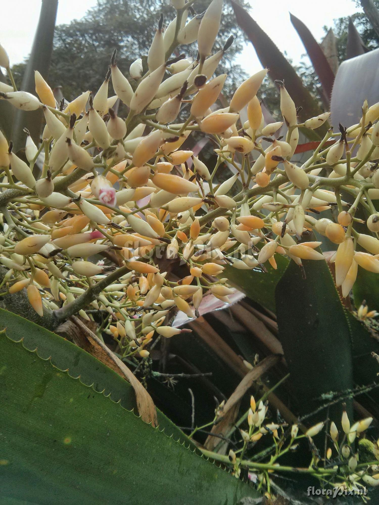 Aechmea sp