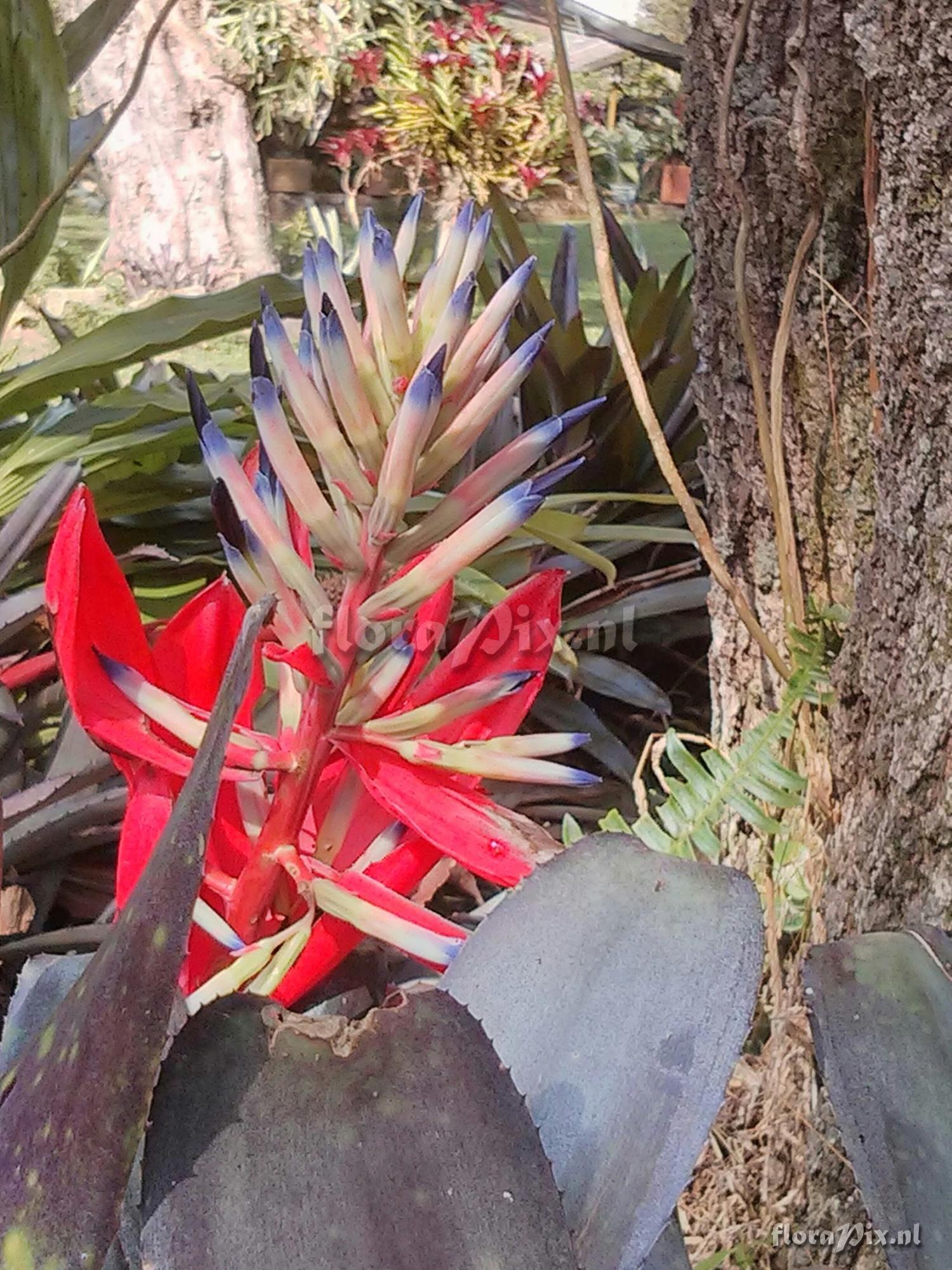 Billbergia sp