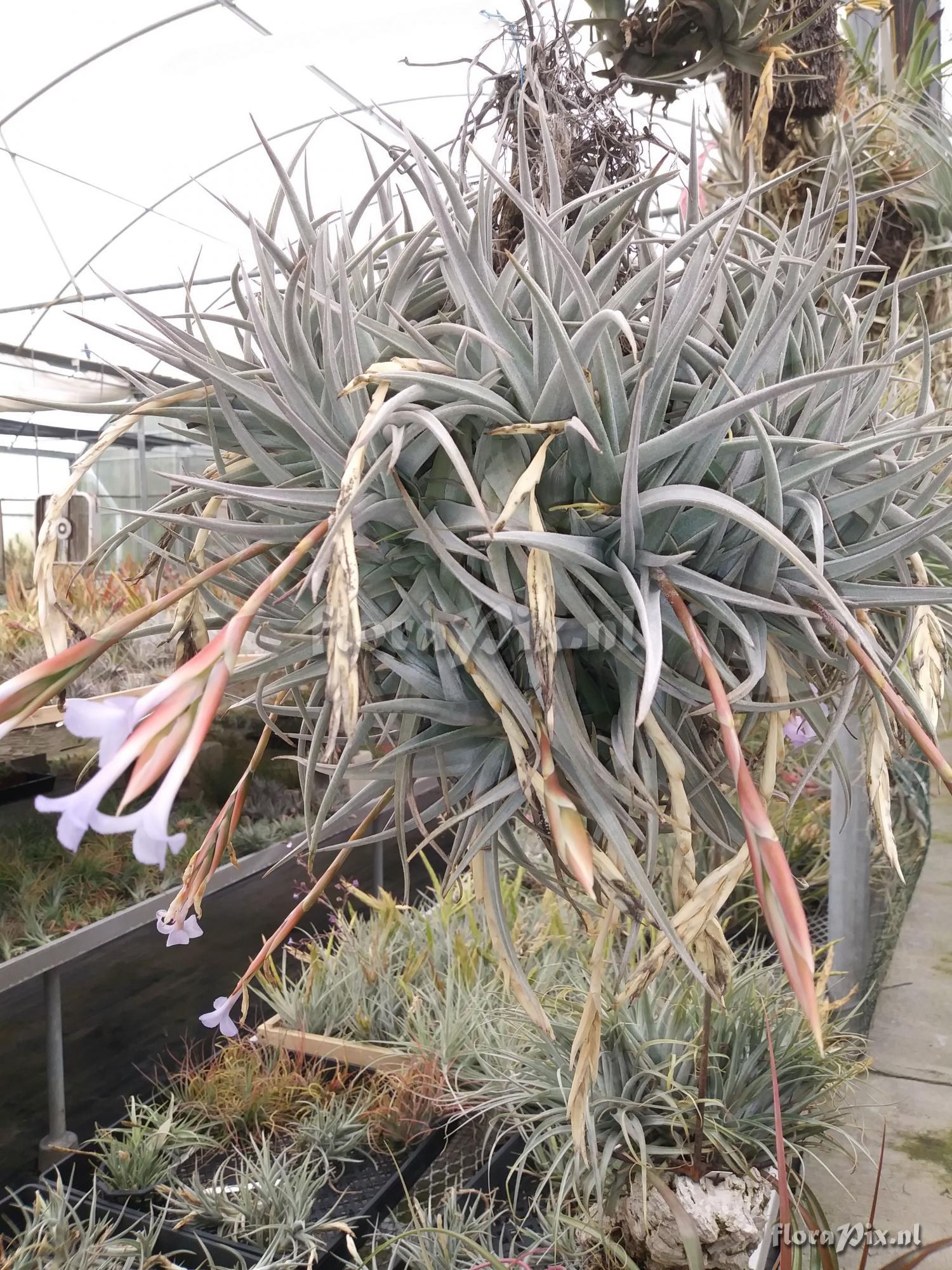 Tillandsia lorentziana x xiphioides