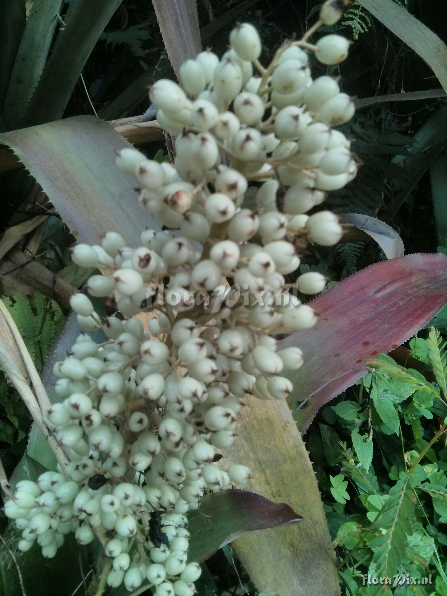 Aechmea mexicana