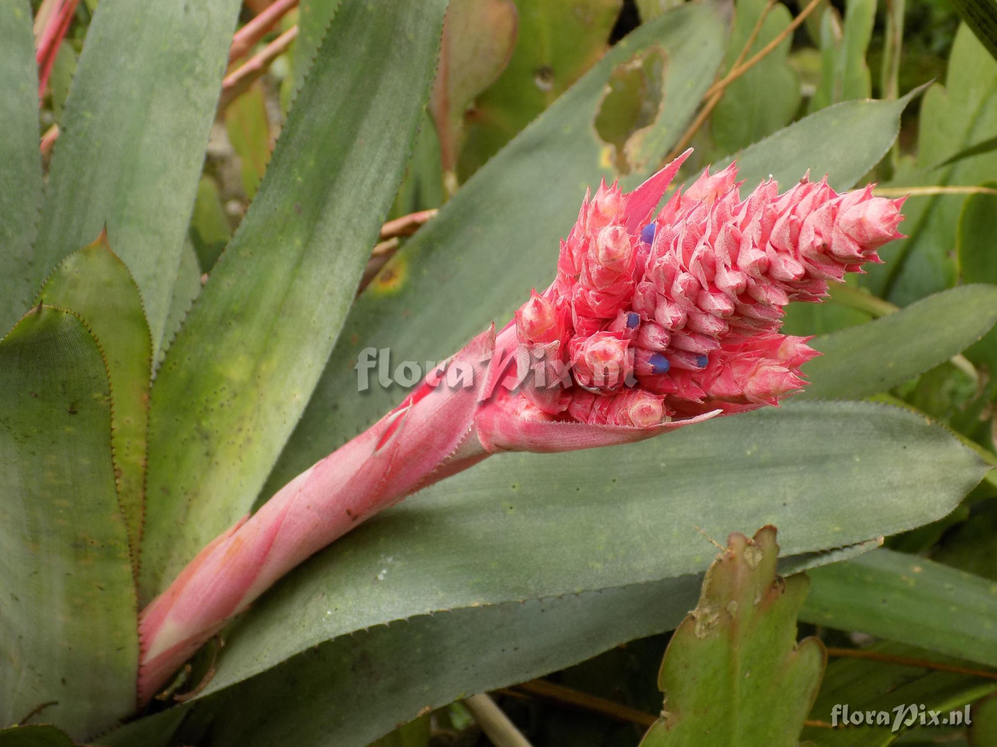 Aechmea hybrid