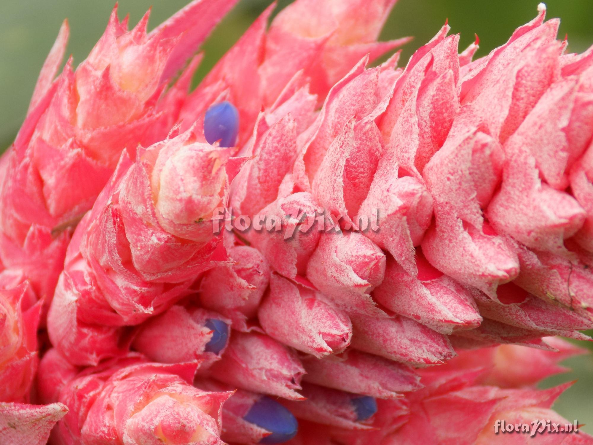 Aechmea hybrid