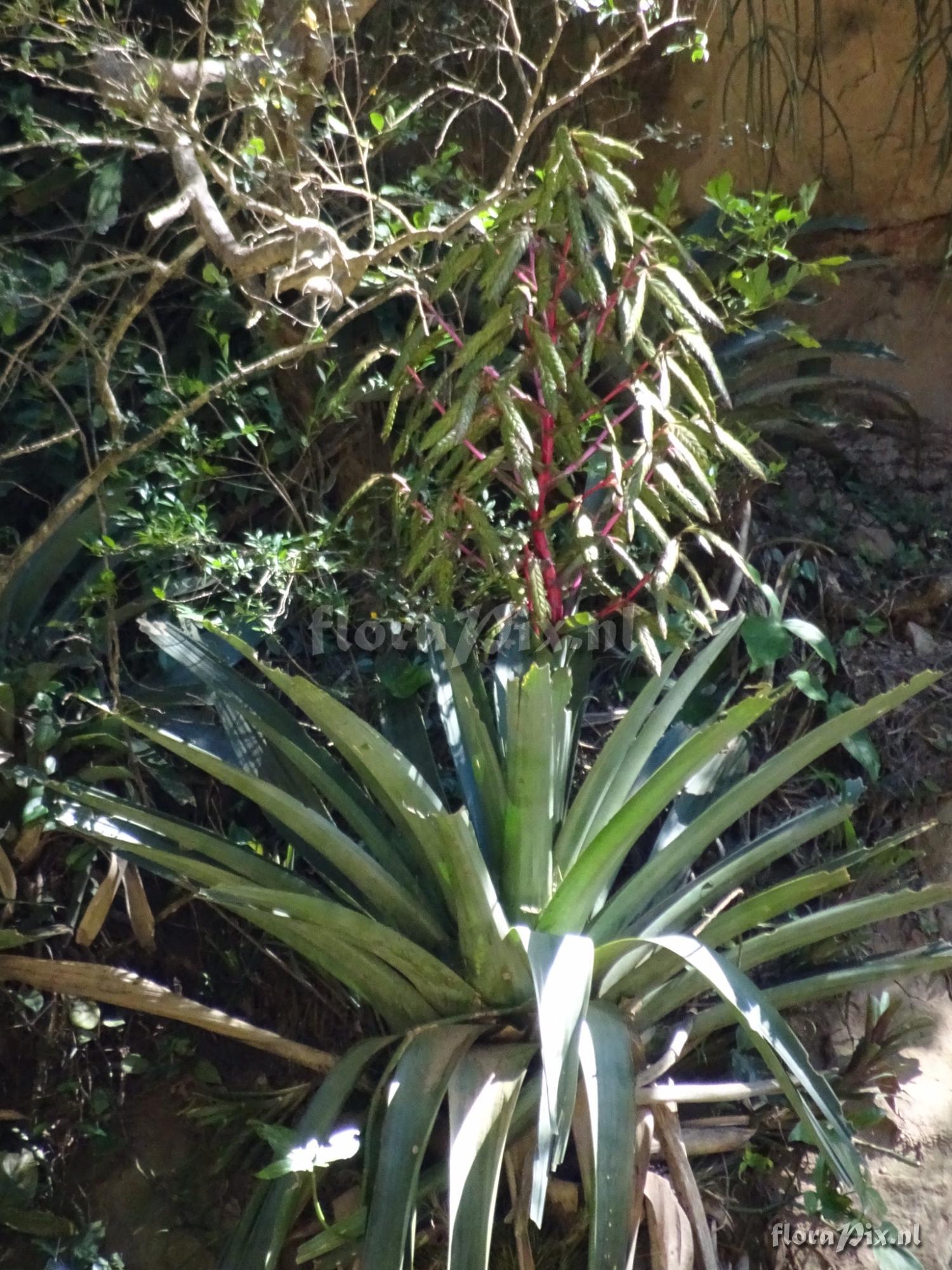 Tillandsia sp