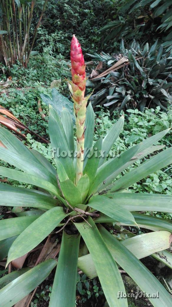 Mezobromelia capituligera