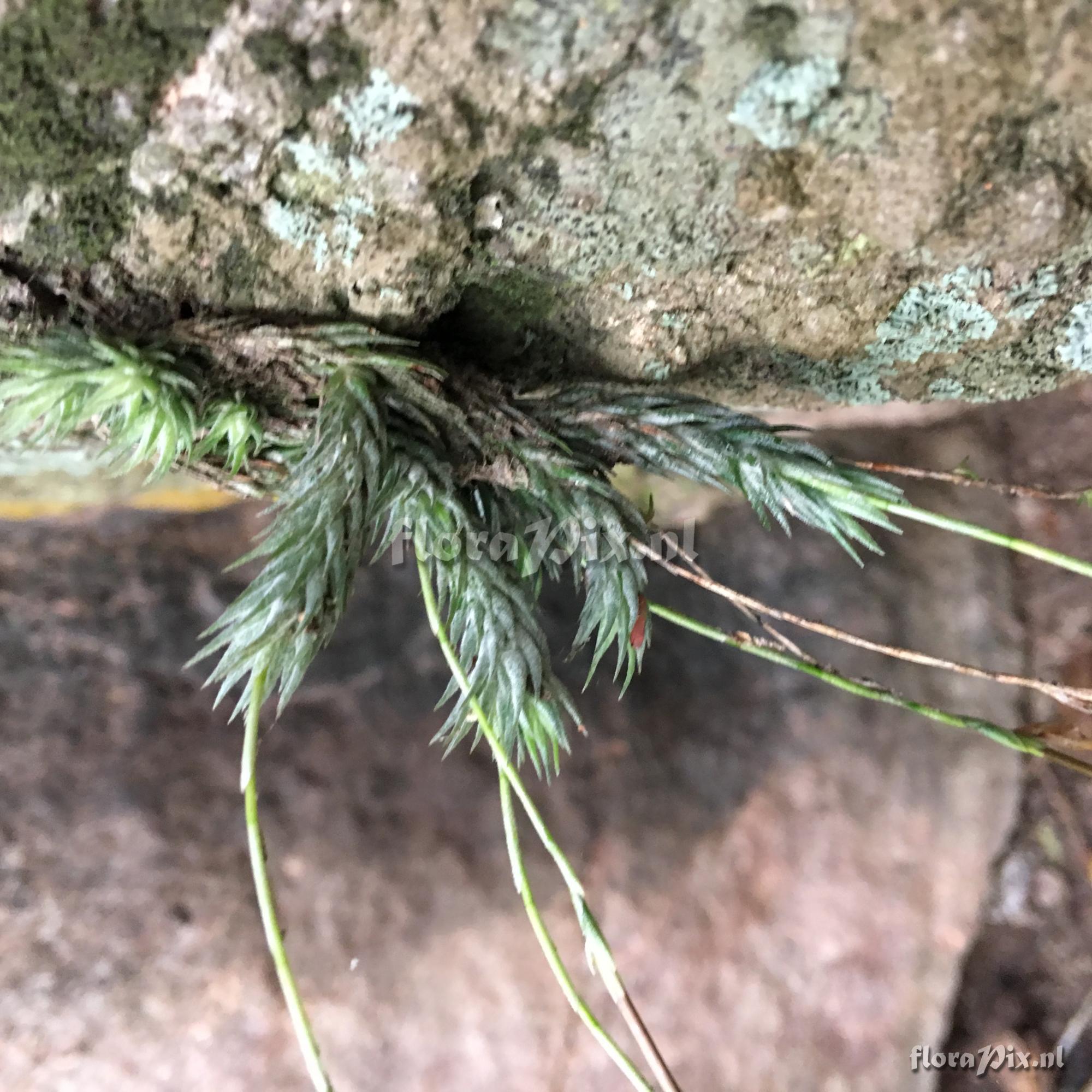 Tillandsia tricholepis