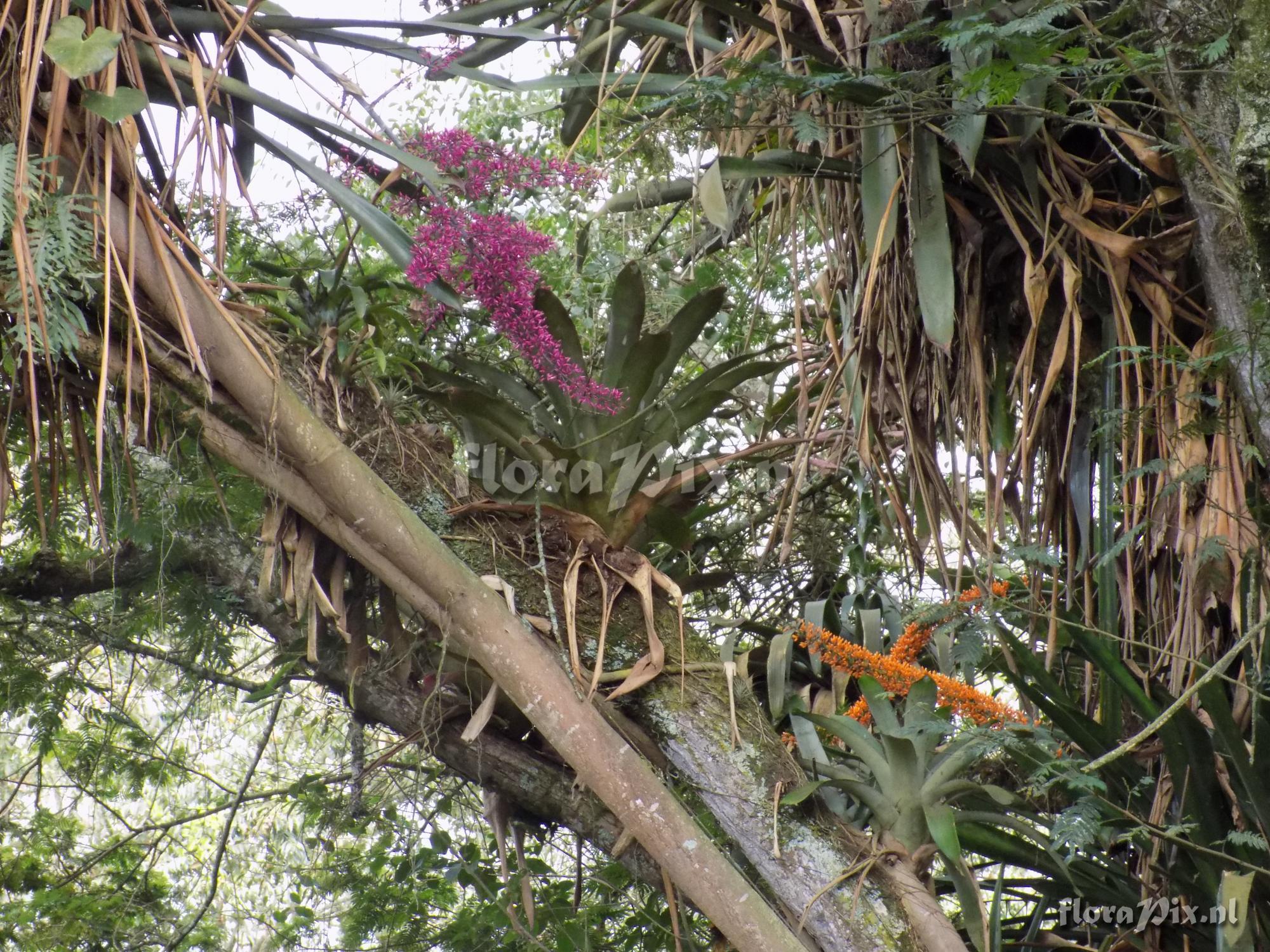 Aechmea spectabilis