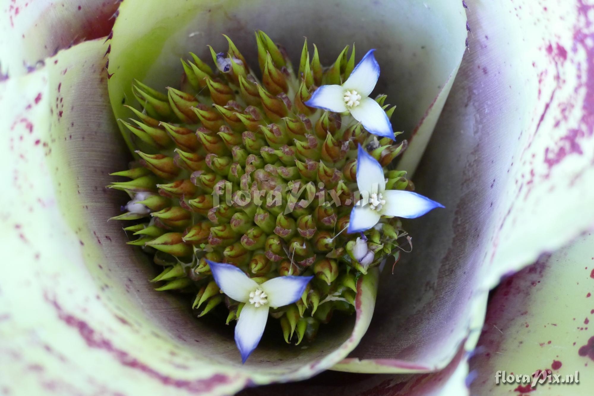 Neoregelia watersiana