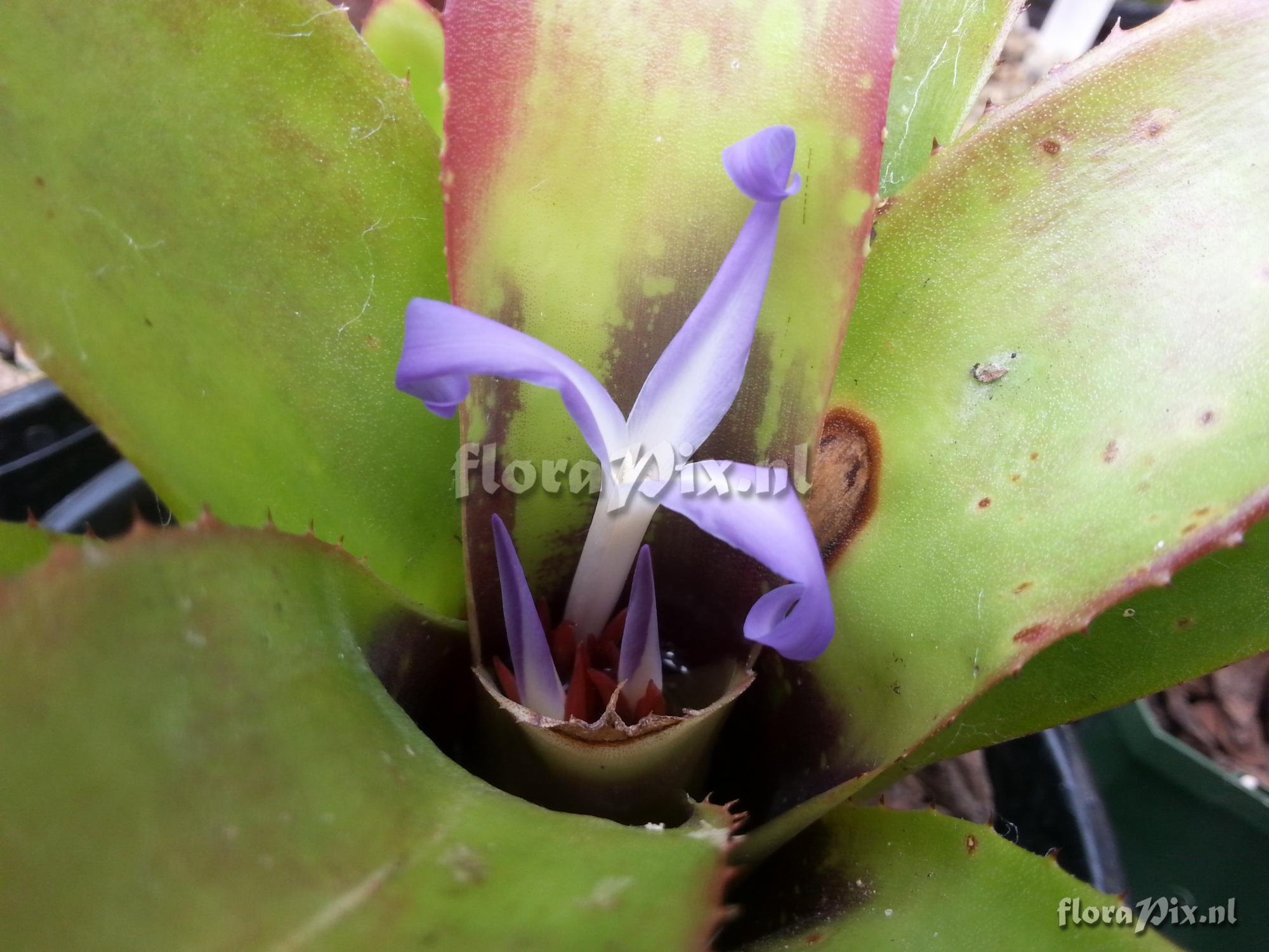 Neoregelia diversifolia