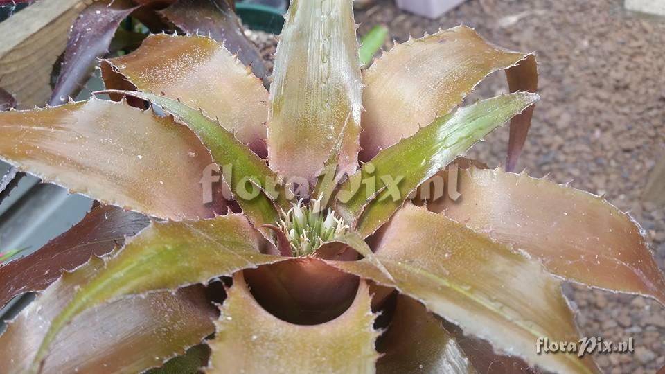 Neoregelia mooreana