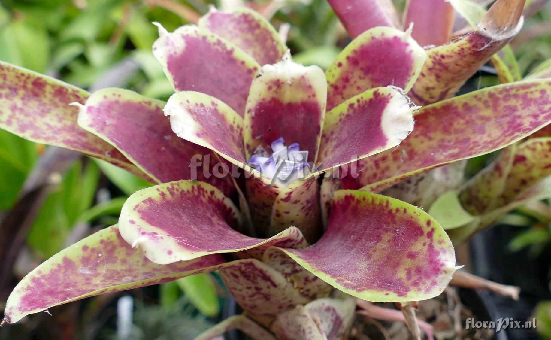 Neoregelia guttata