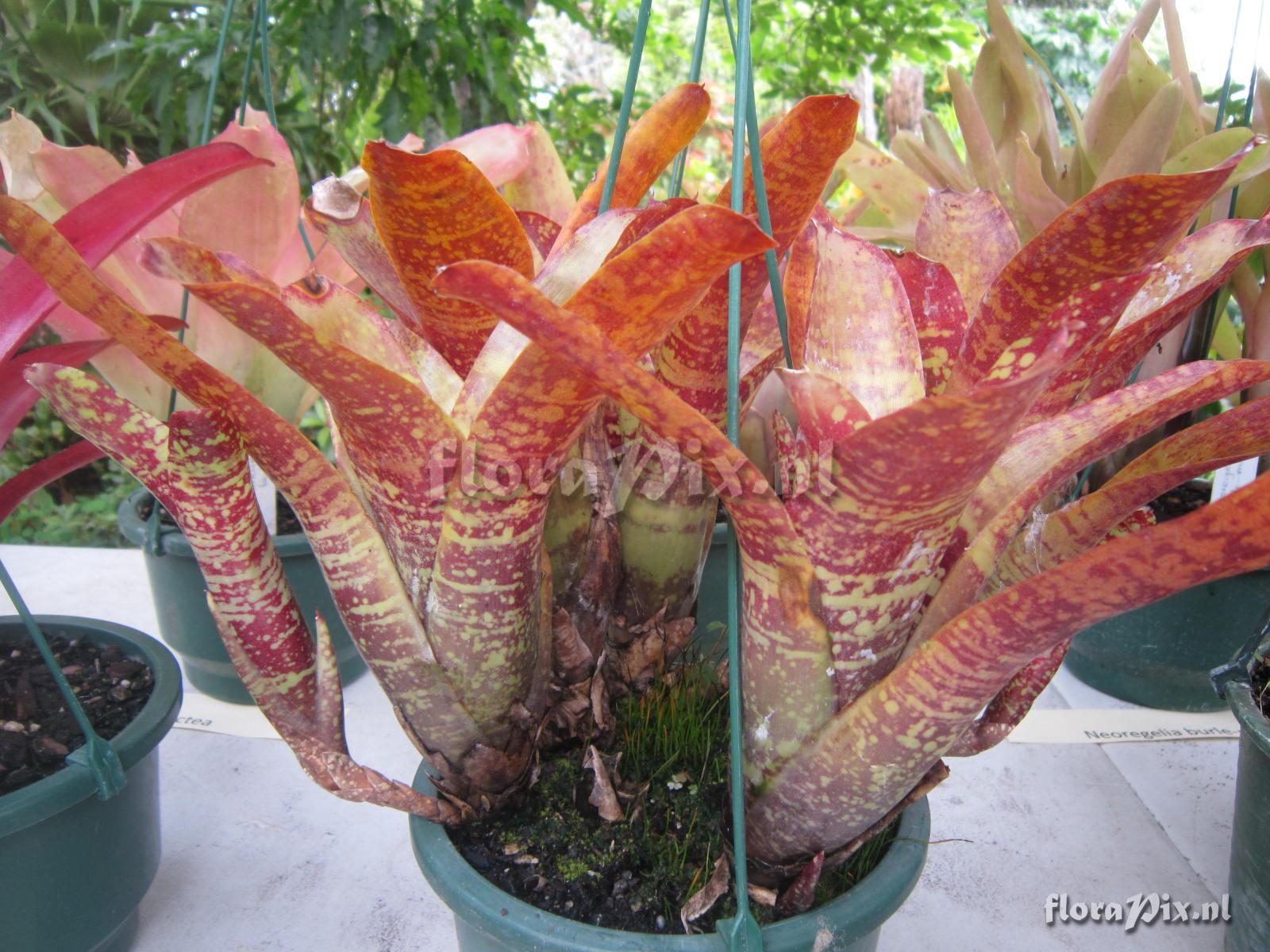 Neoregelia azevedoi