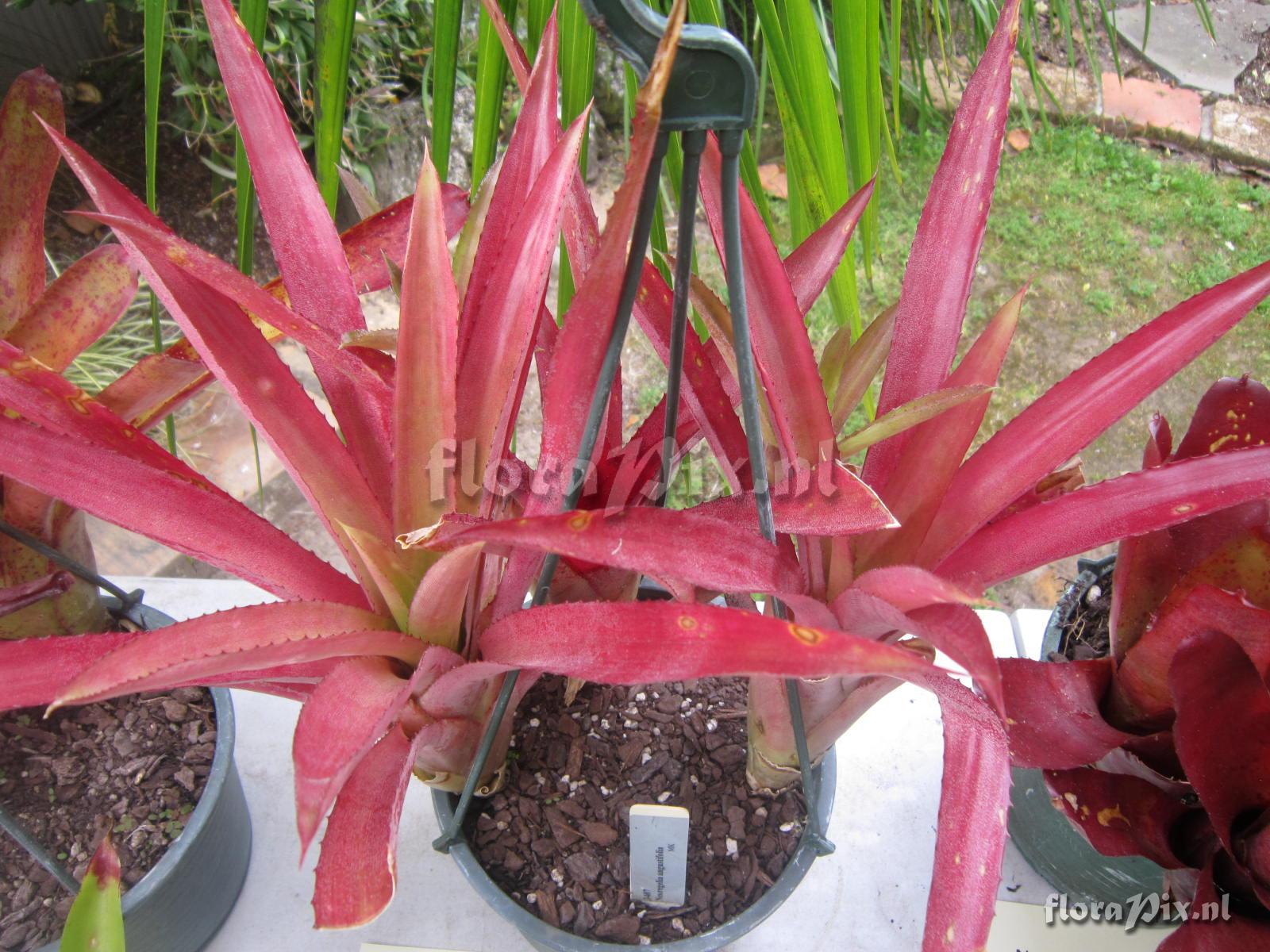 Neoregelia angustifolia