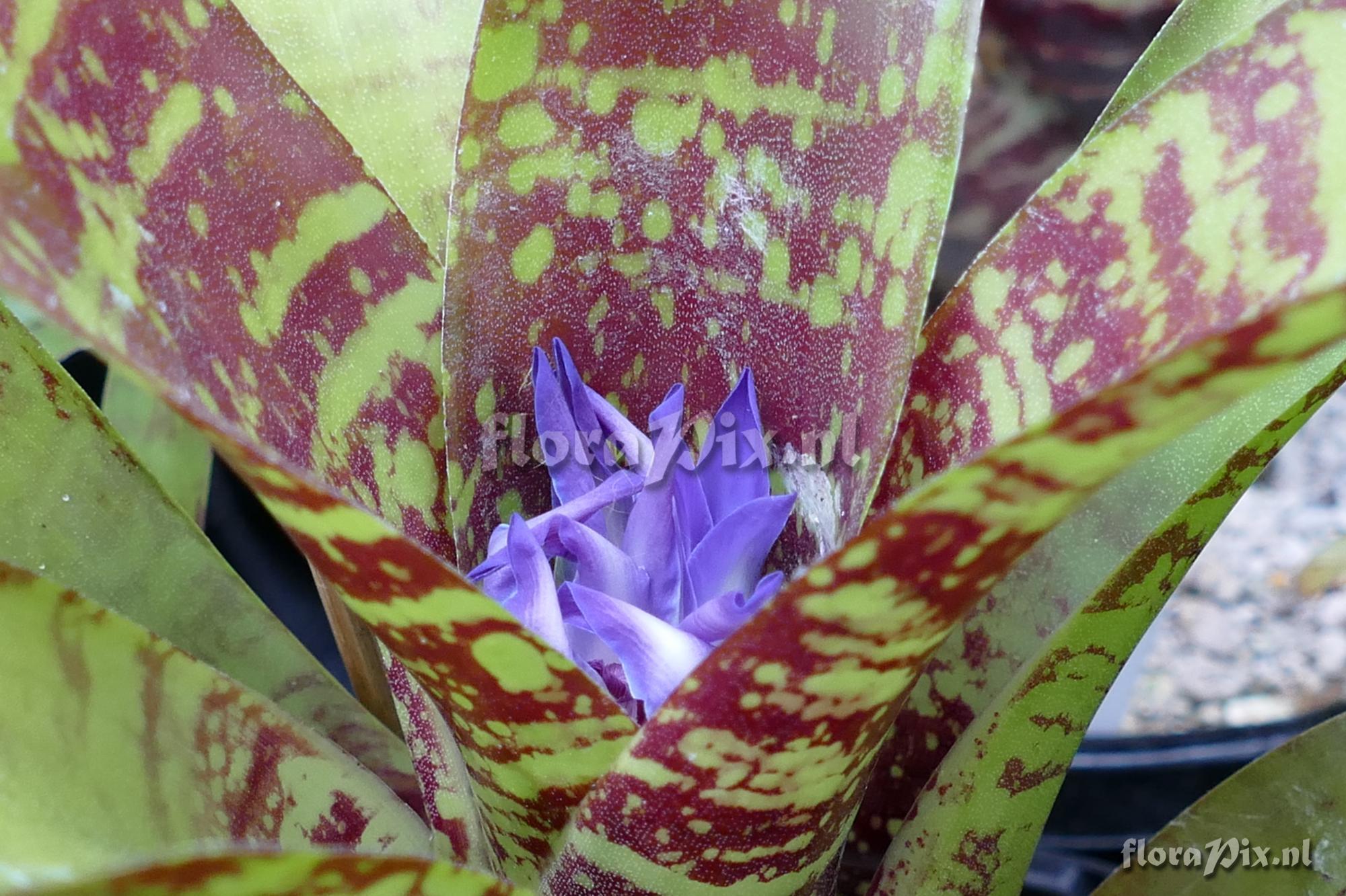 Neoregelia azevedoi