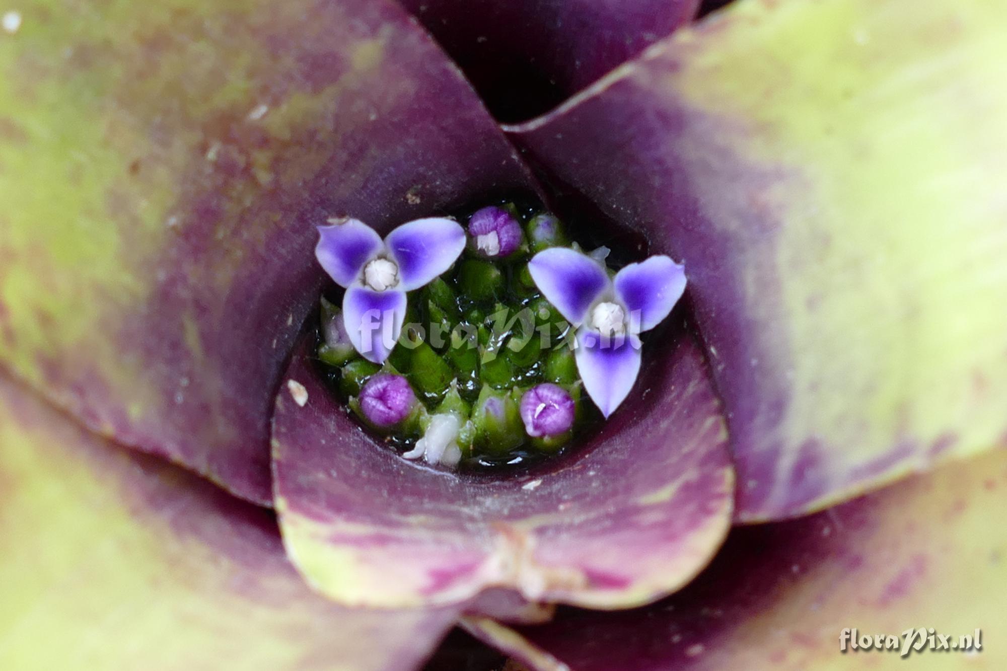 Neoregelia oligantha