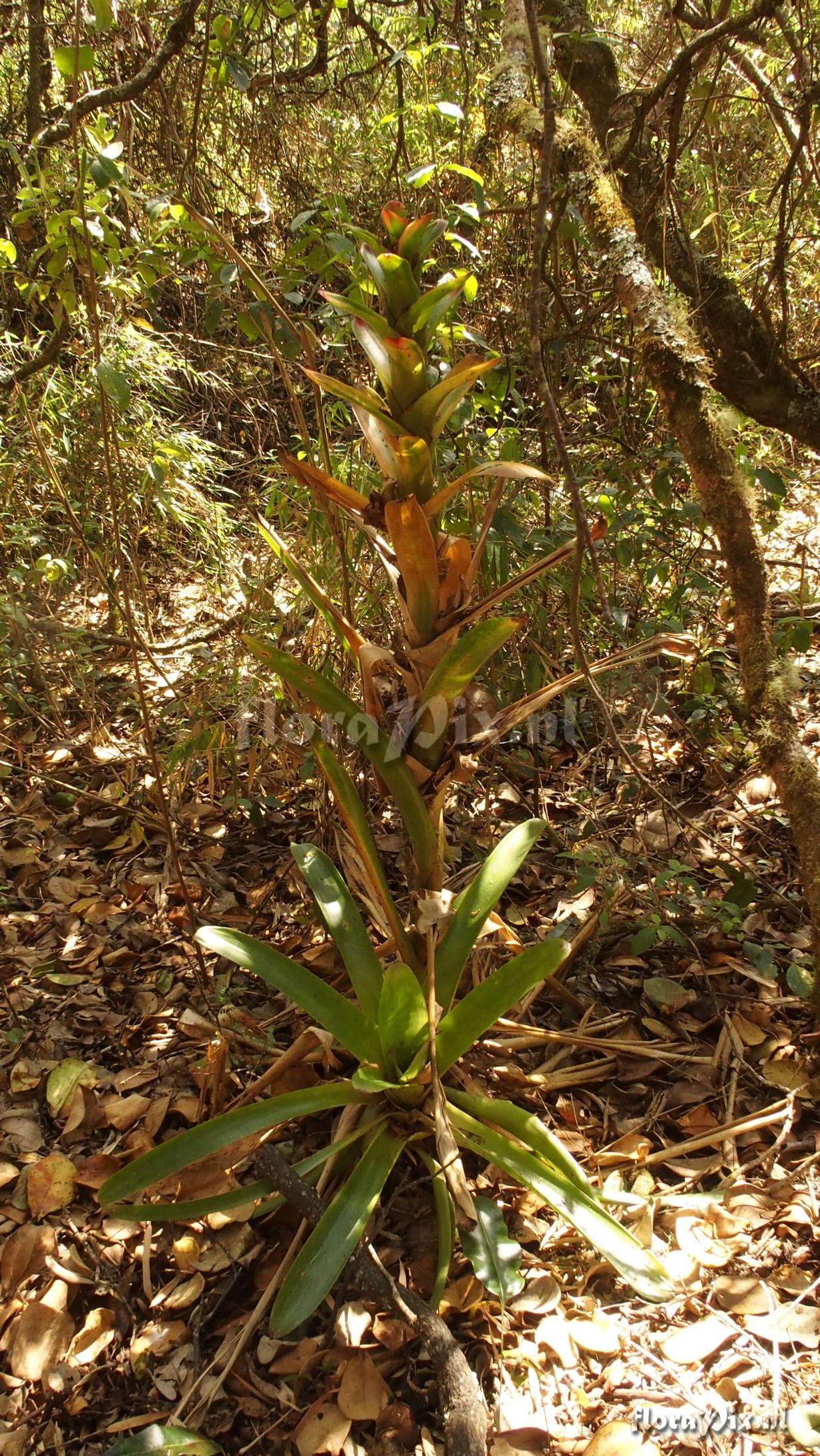 Guzmania gloriosa