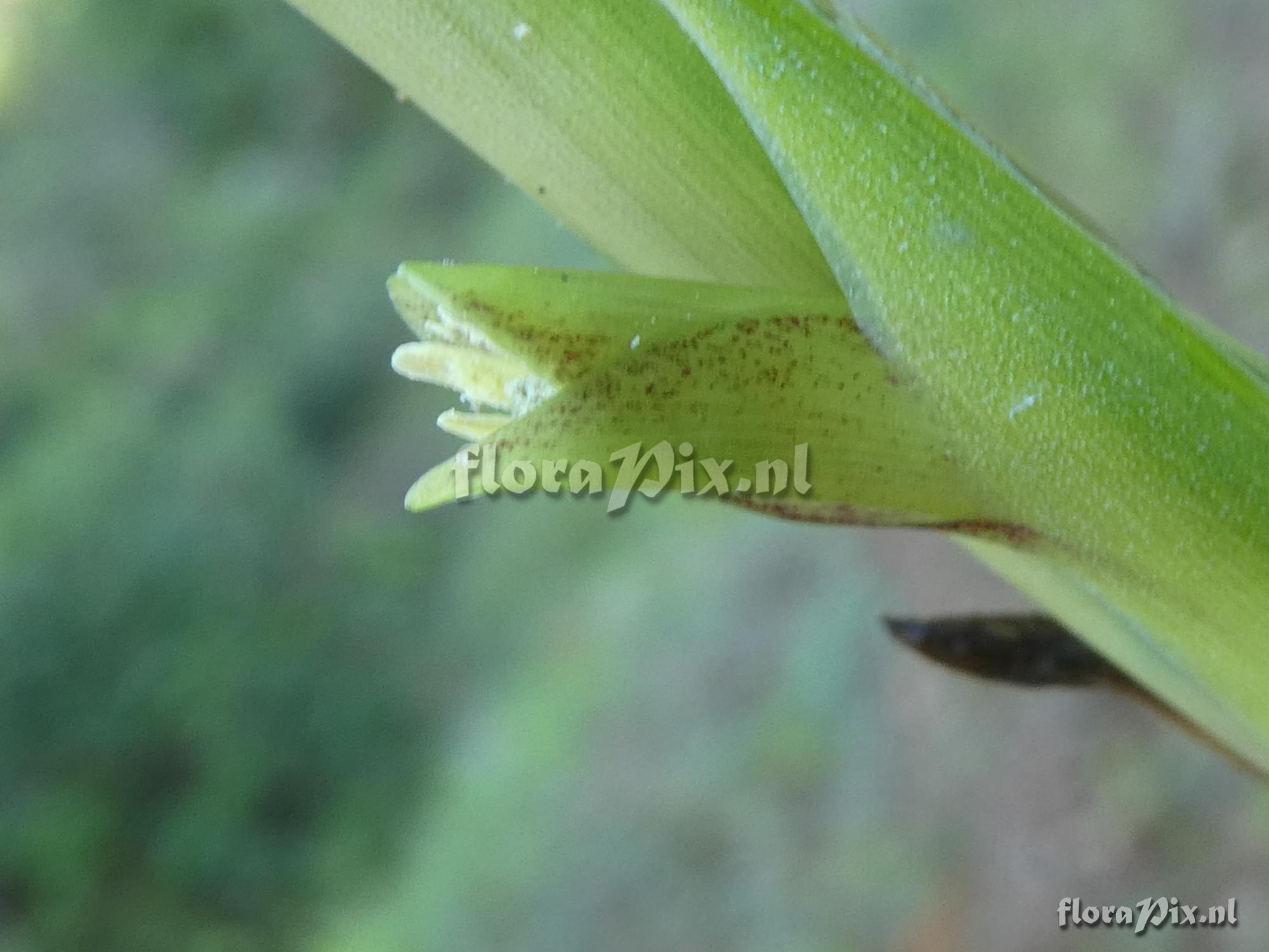 Lutheria sp