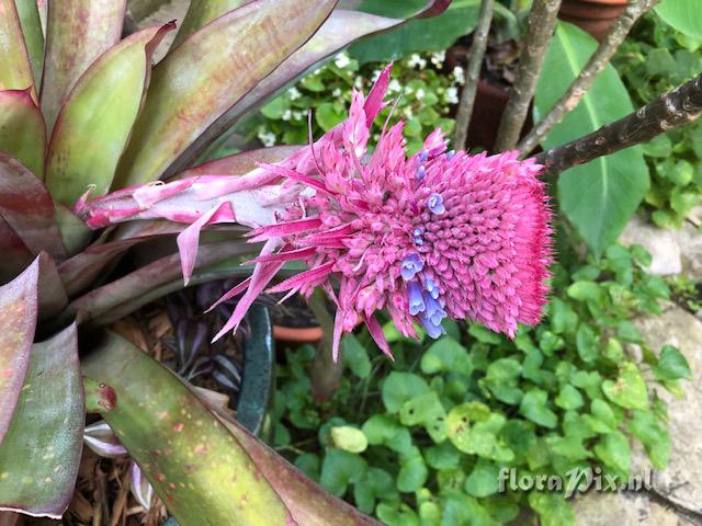 Aechmea